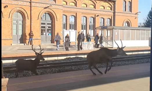 Jelenie na stacji kolejowej w Jarocinie (fot. kadr z filmu)