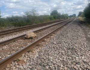 Żółw na torach (fot. Network Rail Anglia / Twitter)