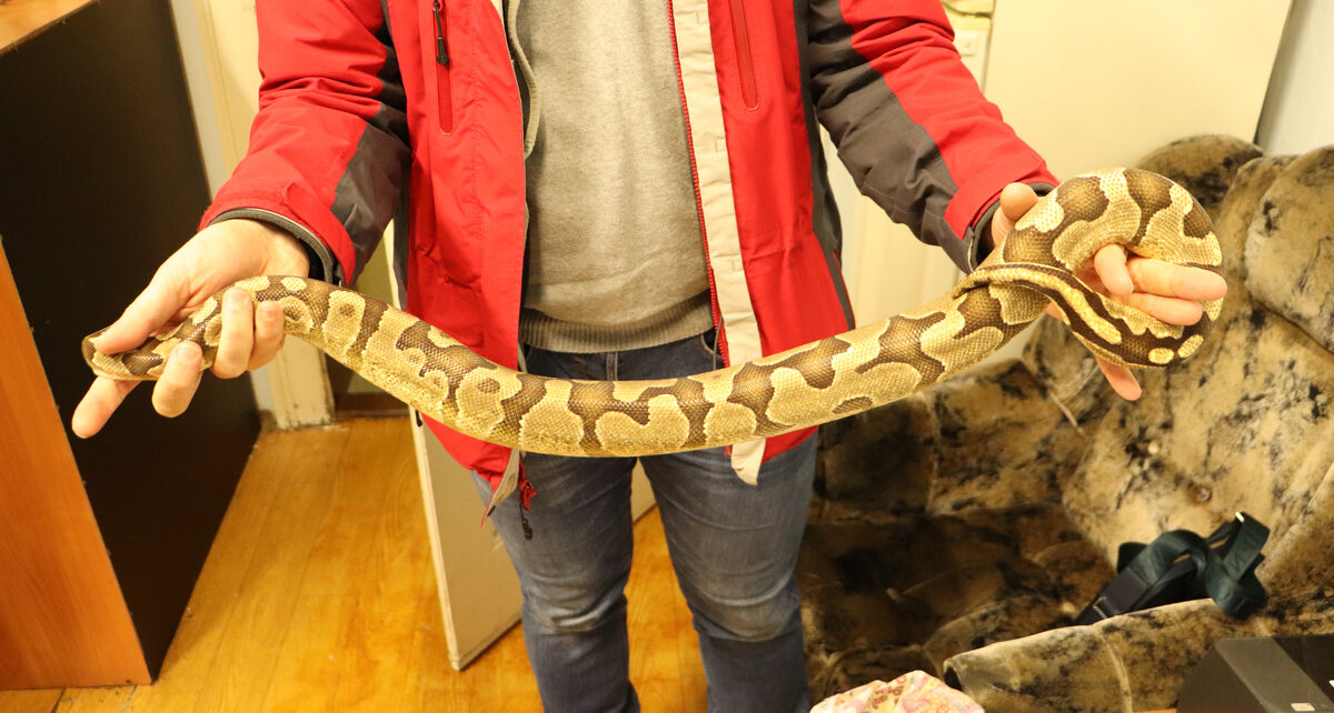 Tak wygląda pyton królewski, znaleziony w jednej z paczek w pociągu dalekobieżnym (fot. Policja Gliwice)