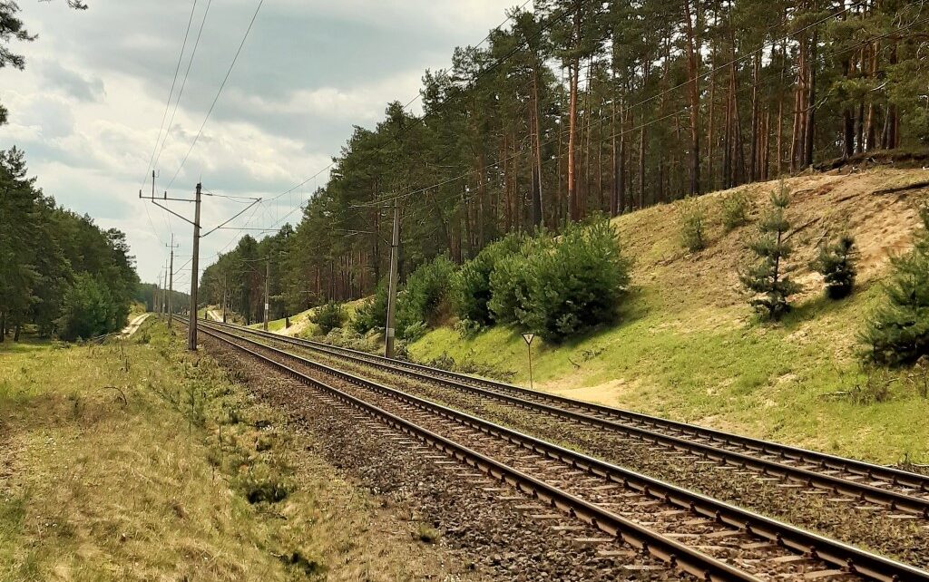 Spółka PKP PLK ogłosiła przetarg na wycinkę drzew oraz utworzenie pasów przeciwpożarowych przy torach w woj. dolnośląskim. (fot. PKP PLK)