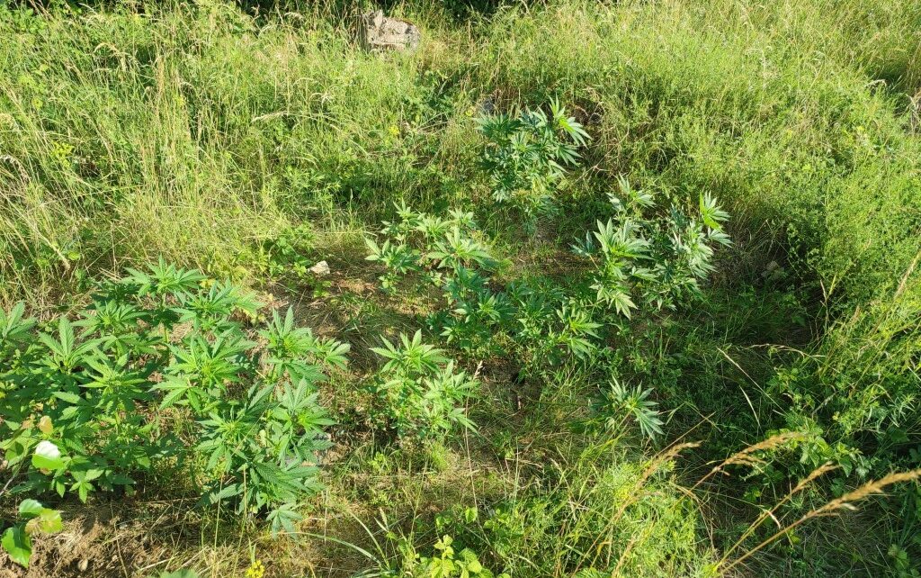 Funkcjonariusze SOK odkryli przy szlaku kolejowym plantację marihuany. Trwa ustalanie jej właściciela (fot. SOK)