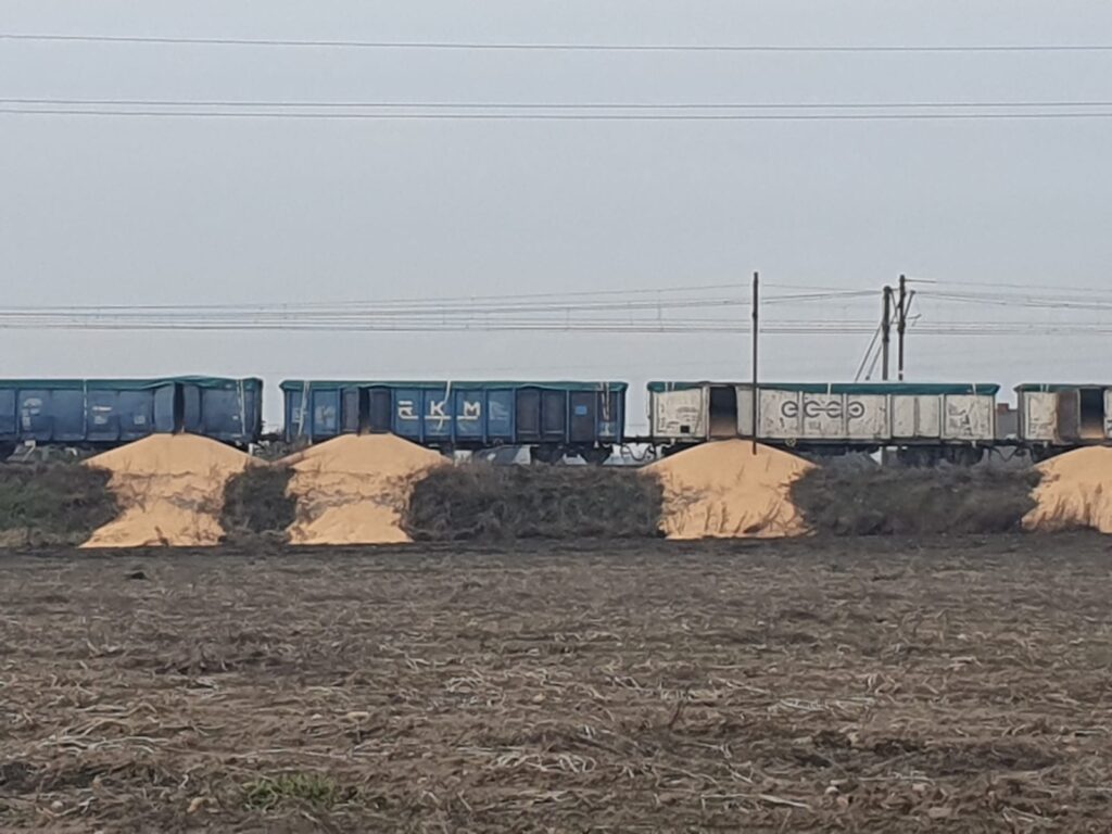 Kotomierz: zboże na torach (Fot. Jacek Paliwoda / Facebook)